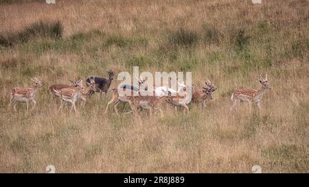 Fallow Deer a Petworth Park Foto Stock