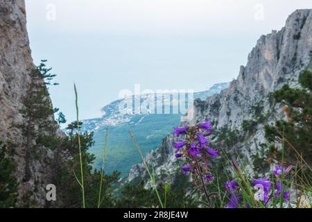 Campane viola o altri fiori sulla montagna. Foto Stock