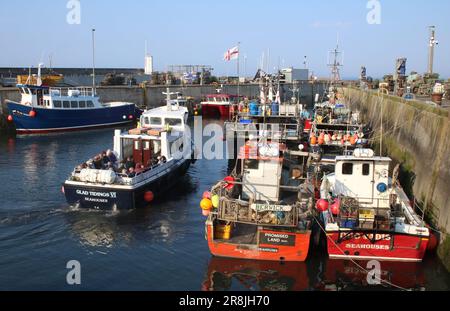 Barca turistica che parte per la navigazione serale passando per colorate barche da pesca a Seahouses Harbour, Northumberland, Inghilterra, 11 giugno 2023. Foto Stock