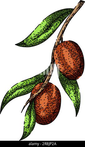 jojoba oil plant disegno a mano vettoriale Illustrazione Vettoriale