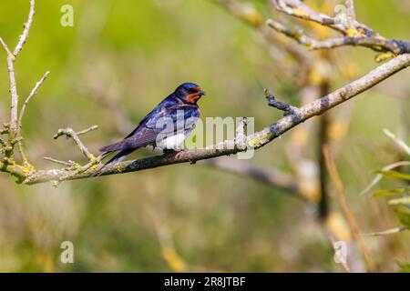 Una rondine (Hirundo rustica) che sorge a Skomer, un'isola al largo della costa del Pembrokeshire, vicino a Marloes, nel Galles occidentale, famosa per la sua fauna selvatica Foto Stock