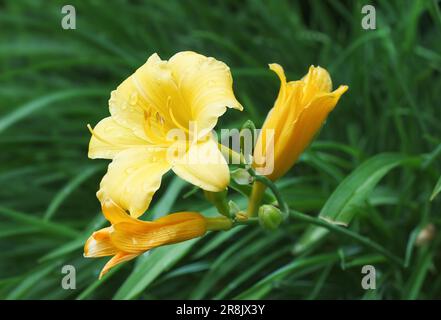 Hemerocallis lilioasphodelus, fiore aperto di giglio giallo con gocce d'acqua di rugiada mattutina. Conosciuto anche come Hemerocallis flava, limone daylily o lem Foto Stock