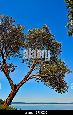 Un'immagine verticale di un Madrone pacifico, Arbutus albero (Arbutus menzeisii) è l'unico albero sempreverde a foglia larga nativo in Canada e cresce lungo il P Foto Stock