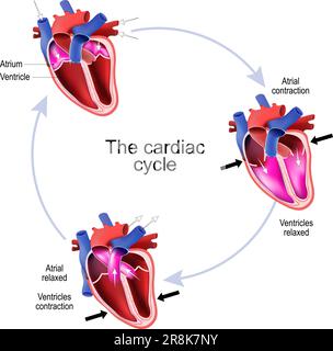 Fasi del ciclo cardiaco. Sezione trasversale del cuore umano. Illustrazione vettoriale Illustrazione Vettoriale