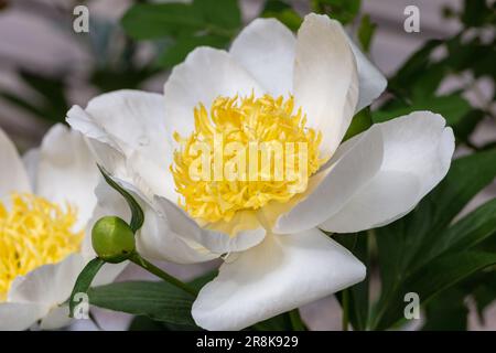 'Jan van Leeuwen' Pionia comune da giardino, Luktpion (Paeonia lactiflora) Foto Stock