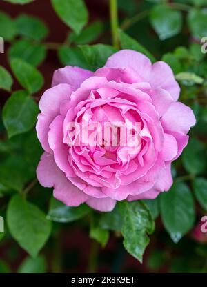 'Mary Rose, Ausmarya' Inglese Rose, Engelsk ros (Rosa) Foto Stock