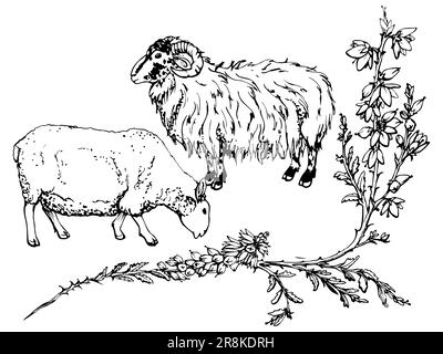 Schizzo vettoriale disegnato a mano con inchiostro. Pascolo bestiame domestico di pecora con ramo di erica, fiori foglie e germogli, natura. Design per turismo, viaggi Illustrazione Vettoriale