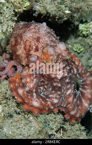 Stella notte polpo, Callistoctopus luteus, immersione notturna, sito di immersione Laha, Ambon, Maluku, Indonesia, banda Sea Foto Stock