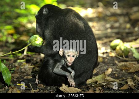 Una prole di macaco nero Sulawesi (Macaca nigra) fissa la macchina fotografica mentre si sta occupando della sua madre, che sta avendo un frutto mentre si siede a terra nella foresta di Tangkoko, Nord Sulawesi, Indonesia. Essendo uno dei 25 primati più in pericolo sulla terra, si prevede che Macaca nigra si estingua nel 2050, secondo il sito web del progetto Macaca Nigra. La specie sta affrontando le minacce del bracconaggio, della perdita di habitat e del cambiamento climatico. Foto Stock