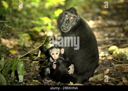 Una prole di macaco nero Sulawesi (Macaca nigra) fissa la macchina fotografica mentre si sta occupando della sua madre, che sta avendo un frutto mentre si siede a terra nella foresta di Tangkoko, Nord Sulawesi, Indonesia. Essendo uno dei 25 primati più in pericolo sulla terra, si prevede che Macaca nigra si estingua nel 2050, secondo il sito web del progetto Macaca Nigra. La specie sta affrontando le minacce del bracconaggio, della perdita di habitat e del cambiamento climatico. Foto Stock