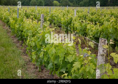 Vigneto a Bordeaux, Francia, nel sud della francia Foto Stock