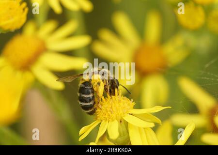 Primo piano naturale su un'attività mineraria femminile a zampe gialle, Andrena flavipes, ape sorseggiando nettare dal fiore giallo comune ragwort Foto Stock