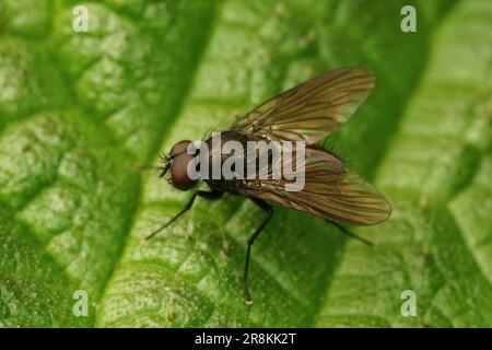 Dettaglio closeup su una mosca muscid più scura, Hebecnema nigra seduta su una foglia verde Foto Stock