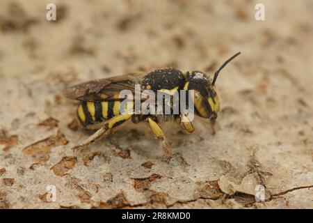 Particolare closeup di una femmina del Woolcarder Bee fiorentino, Anthidium florentinum seduta su legno Foto Stock