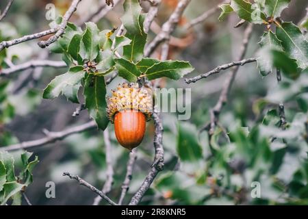 La vibrante quercia di Kermes lascia la cascata graziosamente dai rami, incorniciando la scena mentre ballano accanto agli acorni, formando un incantevole tableau. Foto Stock