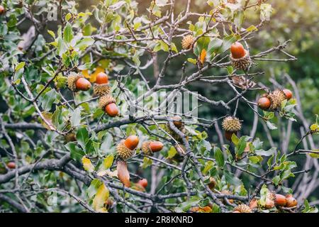 Un grappolo di acorni di quercia di Kermes pende da un ramo dell'albero, mostrante le loro dimensioni e sfumature varie, pronto per essere disperso dal vento e soddisfare il Foto Stock