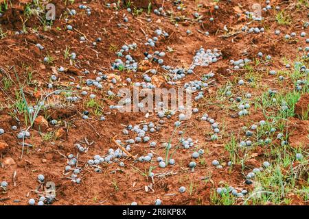 Le olive mature sono cadute e si trovano a terra in azienda Foto Stock