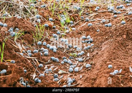 Le olive mature sono cadute e si trovano a terra in azienda Foto Stock