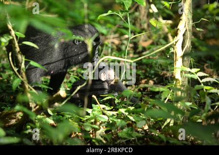 Una prole di macaco nero Sulawesi (Macaca nigra) si sposta sul pavimento della foresta mentre la madre si occupa durante il periodo di svezzamento nella foresta di Tangkoko, Sulawesi settentrionale, Indonesia. Il riscaldamento globale può ridurre l'idoneità degli habitat delle specie primate, che potrebbero costringerle a uscire da habitat sicuri e ad affrontare ulteriori potenziali conflitti con gli esseri umani, dicono gli scienziati. Essendo uno dei 25 primati più in pericolo sulla terra, si prevede che Macaca nigra si estingua nel 2050, secondo il sito web del progetto Macaca Nigra. La specie si trova anche di fronte alle minacce del bracconaggio e della perdita di habitat. Foto Stock