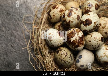 Nidificare con molte uova di quaglia macchiate su un tavolo grigio scuro, primo piano. Spazio per il testo Foto Stock