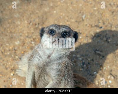 Snello-tailed meerkat Suricata suricatta in piedi Foto Stock