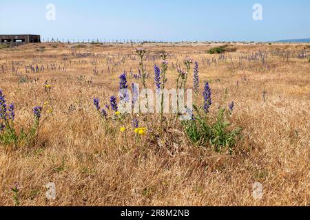 Rye East Sussex , Inghilterra Regno Unito - Vipers Bugloss e puzzolenti fiori di barba di Falco al Sussex Wildlife Trust Rye Harbour Nature Reserve Foto Stock