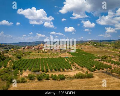 Veduta aerea del villaggio di Bovera, a Les Garrigues, circondato da campi di alberi da frutto (Lleida, Catalogna, Spagna) ESP: Vista aérea de Bovera Foto Stock