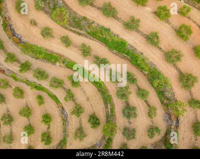 Veduta aerea del villaggio di la Fatarella e dei campi di ulivo circostanti (Terra alta, Tarragona, Catalogna, Spagna) ESP: Vista aérea de la Fatarella Foto Stock