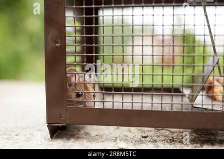 mus musculus, topo in una trappola di vita dietro la griglia Foto Stock