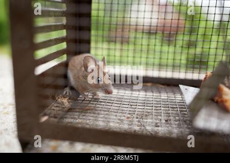 mus musculus, topo in una trappola di vita dietro la griglia Foto Stock