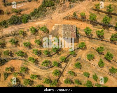 Veduta aerea zenitale degli oliveti in un ambiente rurale vicino a Bovera (Les Garrigues, Lleida, Catalogna, Spagna) ESP: Vista aérea cenital de campos Foto Stock