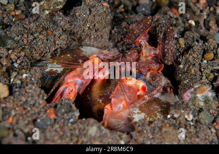 LISa's Mantis Shrimp, Lysiosquillina lisa, in hole, sito di immersione Melasti, Seraya, Karangasem, Bali, Indonesia, Oceano Indiano Foto Stock