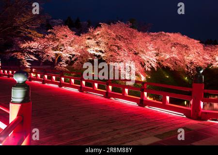 Ponte sul corridoio e fiori di ciliegio notturni al castello di Tsurugajo Foto Stock