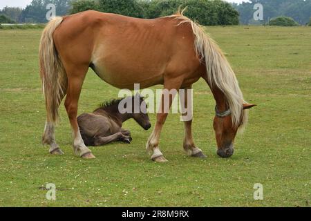 New Forest pony e puledri rilassanti sulla brughiera aperta. Foto Stock