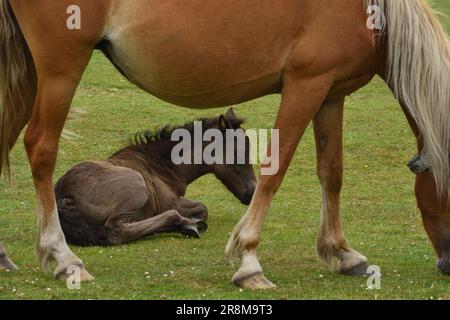 New Forest pony e puledri rilassanti sulla brughiera aperta. Foto Stock