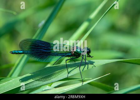 Damselfly di Demoiselle a banda maschile appollaiato su foglia Foto Stock