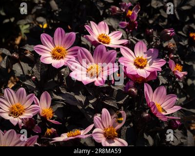 Dahlia 'Happy Days Pink' con i suoi fiori rosa brillante e il fogliame viola-bronzo che cresce in un giardino del Regno Unito Foto Stock