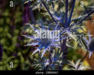 Primo piano dei fiori blu spiky di Eryngium x zabelii 'Big Blue' che crescono in un giardino britannico Foto Stock