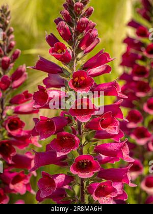 Primo piano di una punta di fiori Digiplexis 'Cherry Brandy' che cresce in un giardino del Regno Unito. Foto Stock