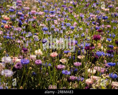 Prato estivo di fiori selvatici composto principalmente da fiori di mais blu, viola e rosa. Foto Stock