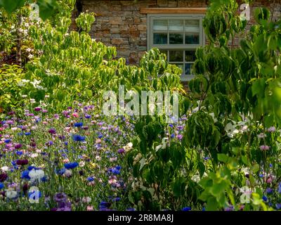 Tradizionale casa in pietra intravedeva tra arbusti, con fiori di mais che crescevano in primo piano Foto Stock