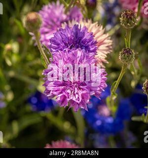 Vista ravvicinata di un fiordaliso di colore viola che cresce in un prato di fiori selvatici. REGNO UNITO Foto Stock