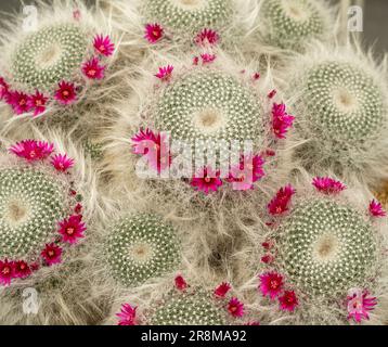 Primo piano di un'antica signora Cactus "Mammillaria Hahniana" con i suoi fiori rosa scuro. Foto Stock