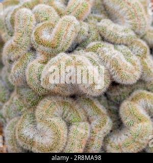 Primo piano di un critico maturo di Parodia leninghausii. Comunemente chiamato Limone Ball Cactus Foto Stock