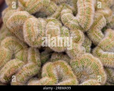 Primo piano di un critico maturo di Parodia leninghausii. Comunemente chiamato Limone Ball Cactus Foto Stock