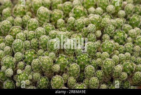 Primo piano del cactus Mammillaria vetula v. gracilis. Il cactus thimble. Foto Stock