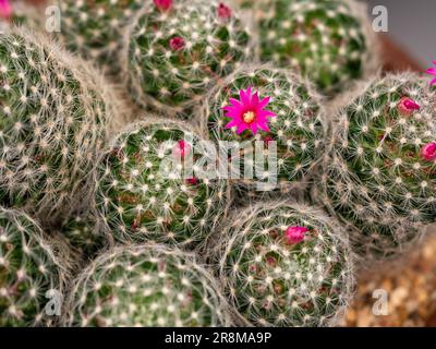 Piano piano piano piano, le morbide spine e i fiori rosa di Mammillaria laui. Foto Stock