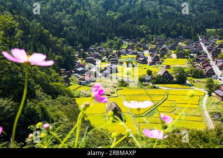 Villaggio di Shirakawago nel colore dorato dell'autunno con Cosmos Foto Stock