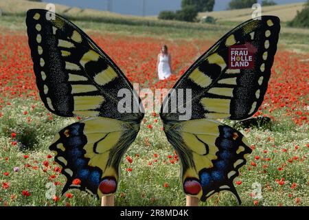 Germerode, Germania. 21st giugno, 2023. Un visitatore si trova in un campo di papaveri in fiore dietro una statuina farfalla nel Frau-Holle-Land Geo-Nature Park. Ogni anno in giugno e luglio, papaveri fioriscono nel Parco Geo-Naturale Hessiano del Nord. Credit: Swen Pförtner/dpa/Alamy Live News Foto Stock