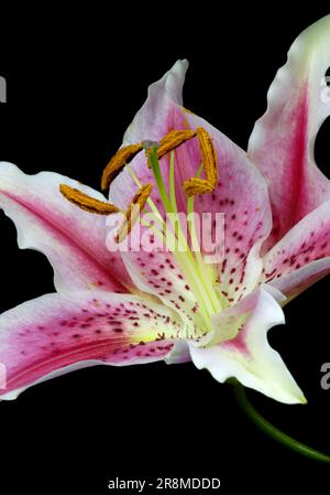 Oriental Lily Stargazer Foto Stock